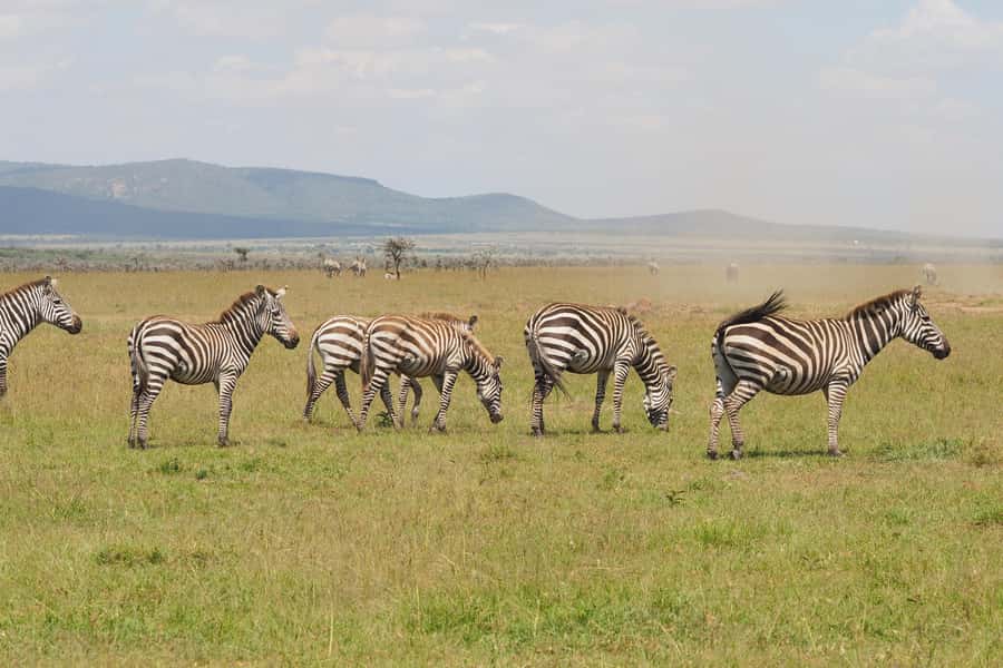6 Days Kenya Budget Safari - Day 2: A full Maasai Mara game-drive day