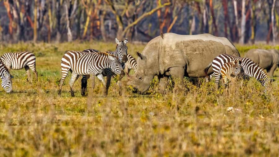 6 Days Kenya Budget Safari - Day 4: Lake Nakuru rhinos, flamingoes, and a long transfer