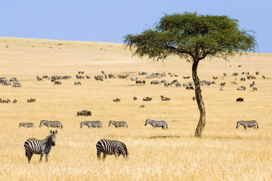 6 Days Kenya Budget Safari - Day 1: Nairobi to Maasai Mara via the Rift Valley