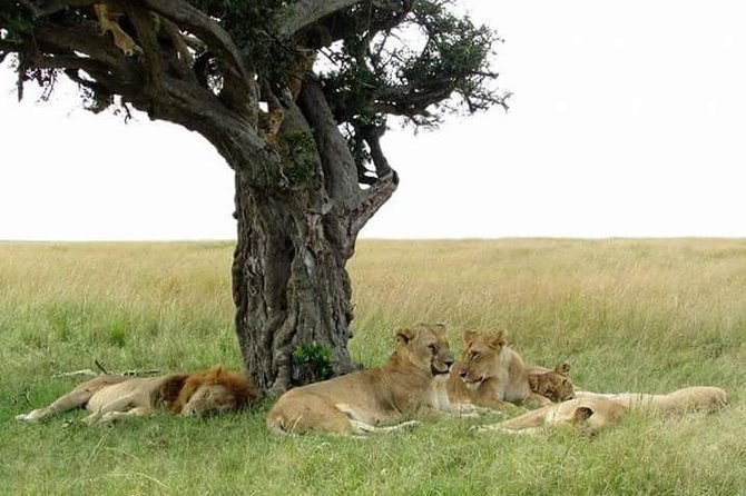 6 Days Kenya Classic Safari - Key points to know before booking