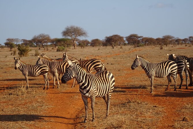 6 Days Kenya Masai Mara,Lake Nakuru & Amboseli Wildlife Safari - Nairobi to Maasai Mara on a 12-hour opening day