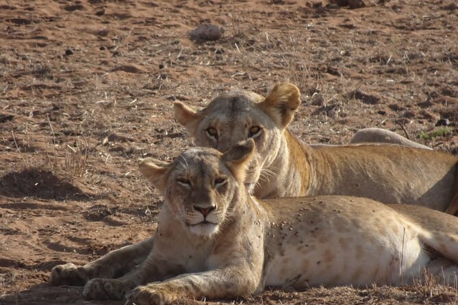 6 Days Kenya Masai Mara,Lake Nakuru & Amboseli Wildlife Safari - A full day beneath Mount Kilimanjaro