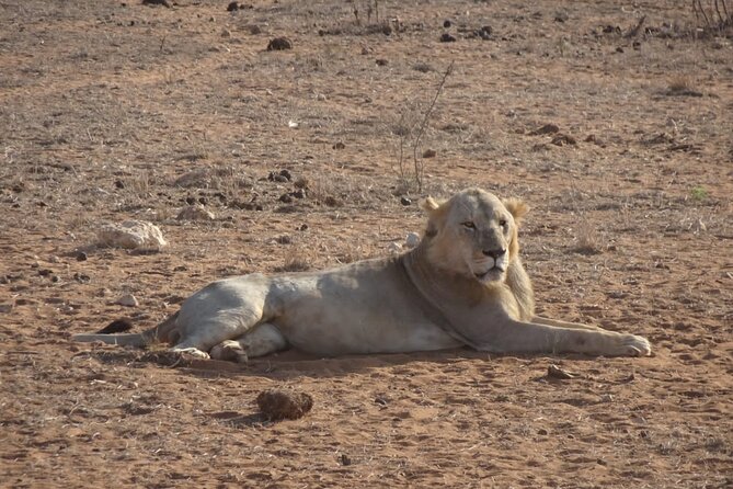 6 Days Kenya Masai Mara,Lake Nakuru & Amboseli Wildlife Safari - The final morning and return to Nairobi