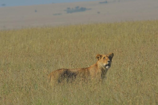 6 Days Maasai Mara/Nakuru/Amboseli Group Safari - Why this six-day route works