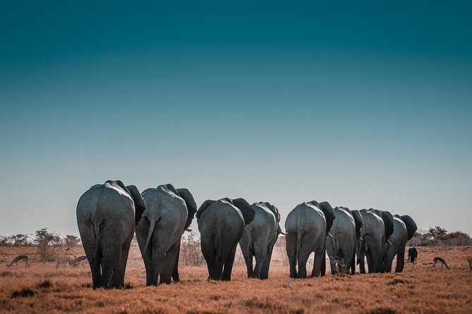 6 Days Maasai Mara/Nakuru/Amboseli Group Safari - Day 6: A final Amboseli drive and return to Nairobi