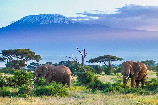 6 Days Masai Mara, Lake Nakuru & Amboseli-Ultimate Kenyan Safari - Day 2: A full day among the Mara’s predators