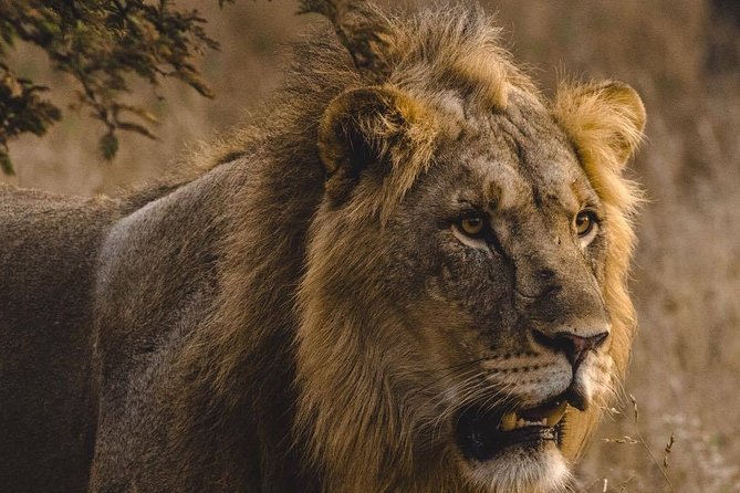 6 Days Masai Mara, Lake Nakuru & Amboseli-Ultimate Kenyan Safari - Day 4: The long road to Amboseli, with Lake Naivasha optional