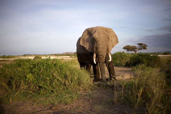 6 Days Masai Mara, Lake Nakuru & Amboseli-Ultimate Kenyan Safari - Day 6: Dawn wildlife and the return to Nairobi