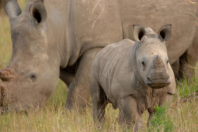 6 Days Masai Mara, Lake Nakuru & Amboseli-Ultimate Kenyan Safari - What the $395 price really covers