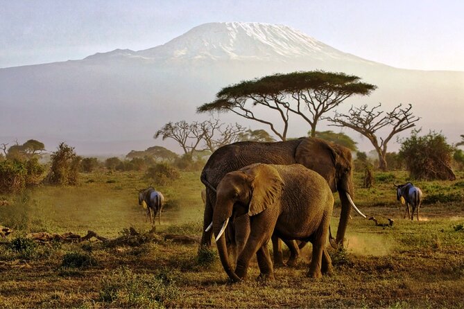 6 Days Masai Mara, Lake Nakuru and Amboseli Budget Group Safari - Key points to know before booking