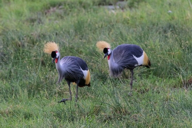 6 Days Masai Mara, Lake Nakuru and Amboseli Budget Group Safari - What this six-day route gets right