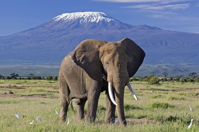 6 Days Masai Mara, Lake Nakuru and Amboseli Budget Group Safari - Day 5: Amboseli’s elephants and the Kilimanjaro view