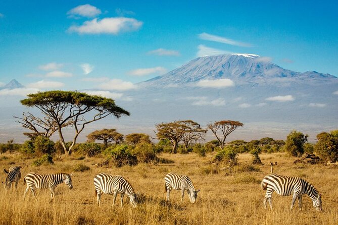 6 Days Masai Mara, Lake Nakuru and Amboseli Budget Group Safari - Day 6: One last Amboseli drive and return to Nairobi