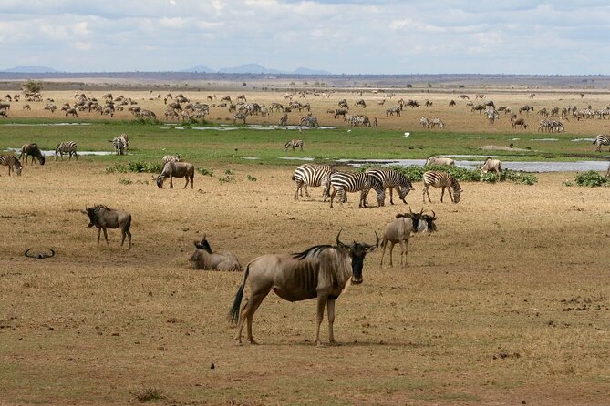 6 Days Masai Mara, Lake Nakuru and Amboseli Budget Group Safari - Guides, vehicles, and the group question