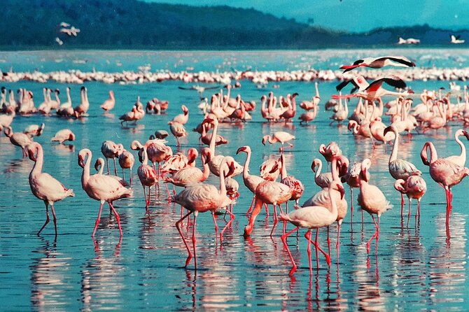 6-Days Masai Mara, Nakuru & Amboseli Group Safari on Landcruiser - Three parks, one demanding route