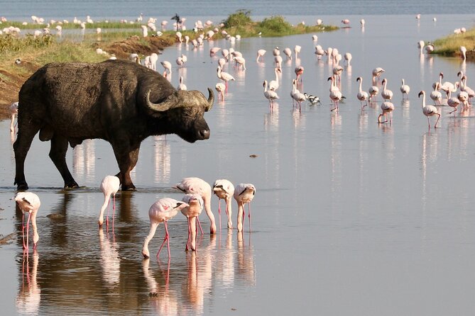 6-Days Masai Mara, Nakuru & Amboseli Group Safari on Landcruiser - Day 2: A full day across Masai Mara