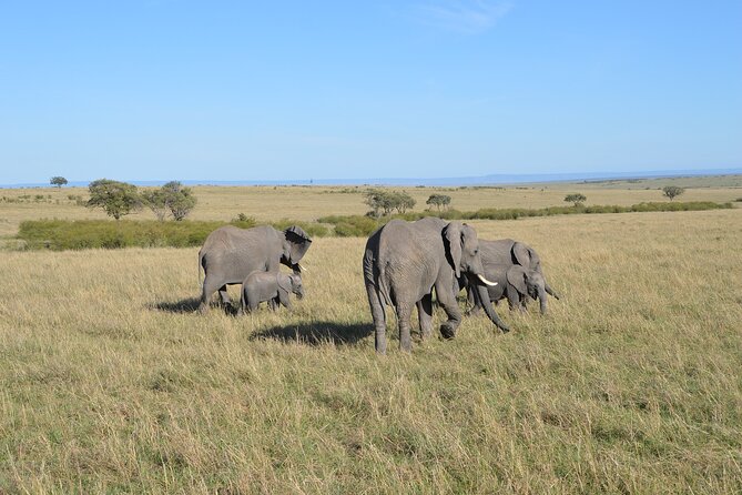 6-Days Masai Mara, Nakuru & Amboseli Group Safari on Landcruiser - Day 4: Morning wildlife at Nakuru, then south to Amboseli