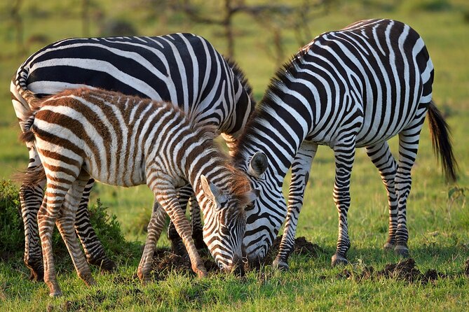 6-Days Masai Mara, Nakuru & Amboseli Group Safari on Landcruiser - Day 6: One last drive before Nairobi