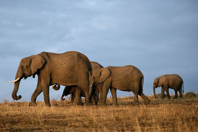 6 Days Masai Mara-Nakuru-Amboseli - Lodge Safari-Private 4X4 JEEP - Day 3: Rhinos and birdlife at Lake Nakuru