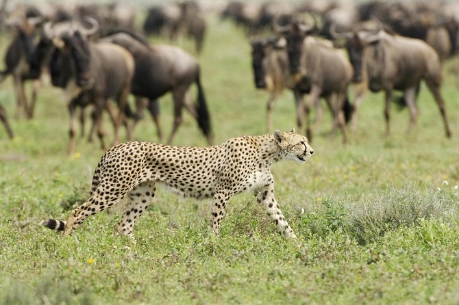 6 Days Masai Mara-Nakuru-Amboseli - Lodge Safari-Private 4X4 JEEP - Day 5: Amboseli elephants beneath Mount Kilimanjaro