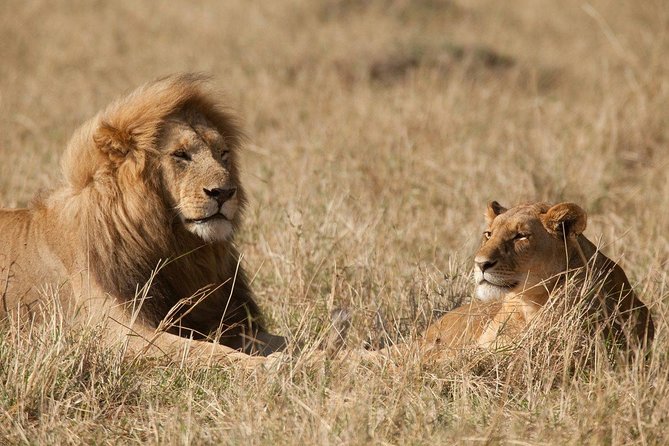 6 Days Masai Mara-Nakuru-Amboseli - Lodge Safari-Private 4X4 JEEP - The private Jeep is the real upgrade