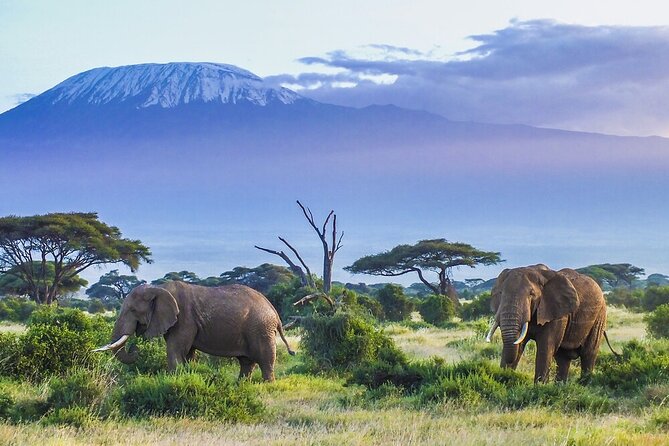 6-Days of Elephants, Wildebeest and Big 5: Kenya’s Classic Safari - Five details that shape the safari
