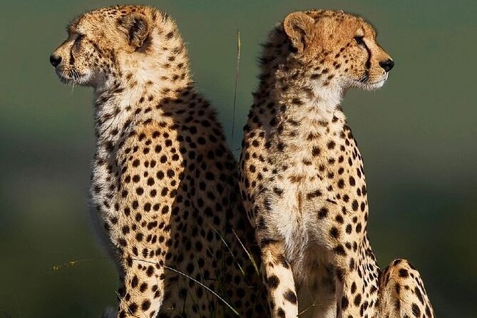 6-Days of Elephants, Wildebeest and Big 5: Kenya’s Classic Safari - Day 5: A full safari day in the Maasai Mara