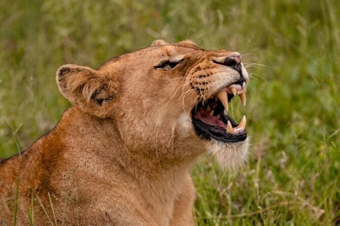 6-Days of Elephants, Wildebeest and Big 5: Kenya’s Classic Safari - What the $2,848 price is worth