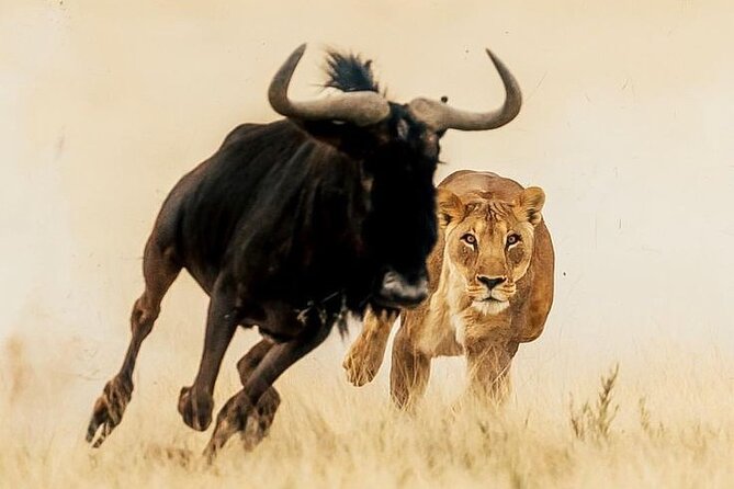 6-Days of Elephants, Wildebeest and Big 5: Kenya’s Classic Safari - Day 2: A full day among Amboseli’s marshes