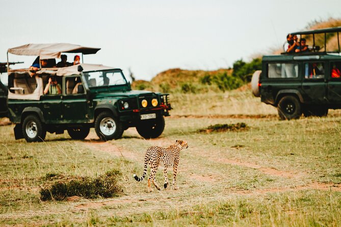 6 Days of Kenyan Wonders: Amboseli, Lake Nakuru, and Masai Mara - A six-day route with big wildlife variety