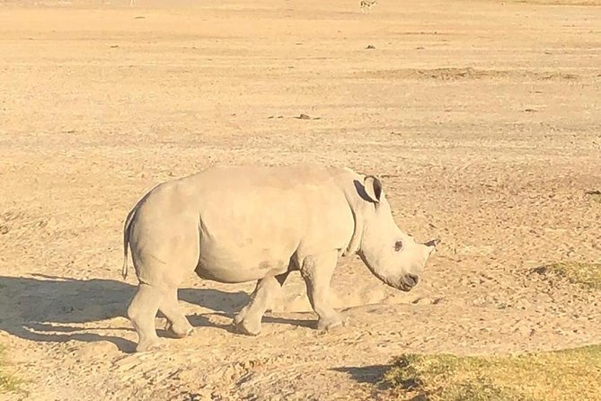 6 Days of Kenyan Wonders: Amboseli, Lake Nakuru, and Masai Mara - Day 4: From Lake Nakuru to the Masai Mara