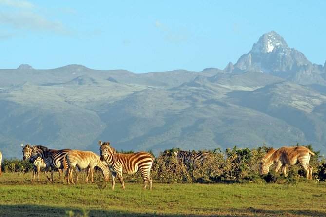 6 Days of Kenyan Wonders: Amboseli, Lake Nakuru, and Masai Mara - Day 5: The Mara’s best chance for predators