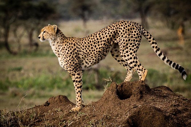 6 Days of Kenyan Wonders: Amboseli, Lake Nakuru, and Masai Mara - Day 6: Final game drive, Maasai culture, and Nairobi