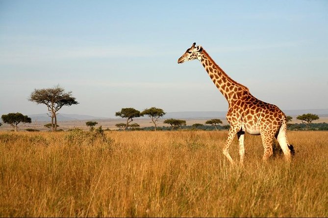 6 Days of Kenyan Wonders: Amboseli, Lake Nakuru, and Masai Mara - What the $2,000 price offers