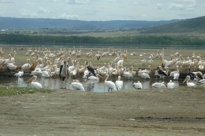 6 Days safari to Amboseli N/P Aberdare N/P, Lake Nakuru N/P and Maasai Mara N/R. - What this six-day route does well