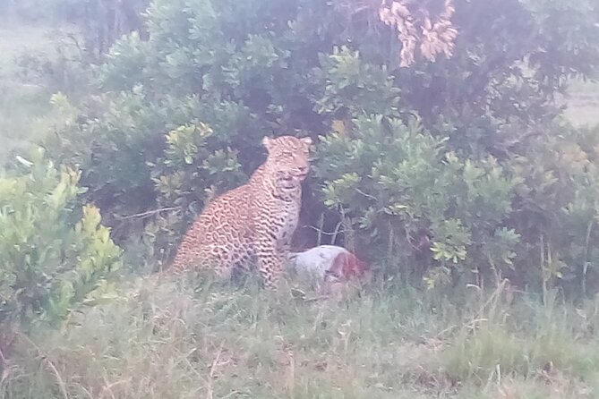6 Days Safari to Samburu N/R, Aberdare N/P, Nakuru N/P and Maasai Mara N/R. - Aberdare’s forest, waterhole, and high-country wildlife