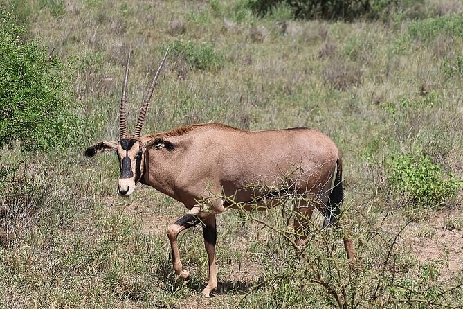 6 Days Safari Tour in Amboseli, Tsavo West and Tsavo East - What the $2,100 safari price covers