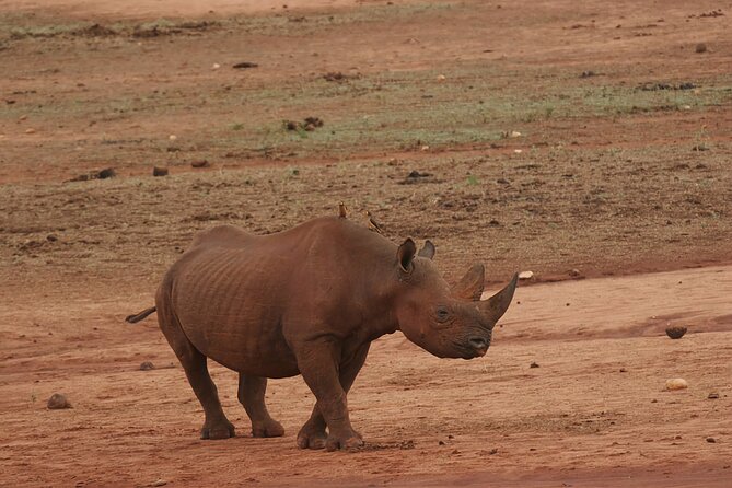 6 Days Safari Tour in Amboseli, Tsavo West and Tsavo East - Day 5: Red elephants and the open country of Tsavo East