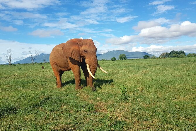 6 Days Safari Tour in Amboseli, Tsavo West and Tsavo East - Day 6: Choose Nairobi or Diani Beach