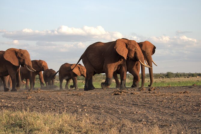 6 Days Safari Tour in Amboseli, Tsavo West and Tsavo East - Day 1: From Nairobi to Amboseli National Park