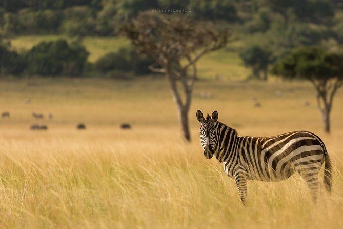 6 Days Safaris to Amboseli N/P, Lake Naivasha and Maasai Mara N/R. - Day 2: Lake Naivasha and a close look at hippos