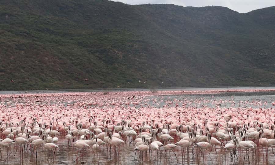6 Days Small Group Safari To Masai Mara, Nakuru And Amboseli - Day 2: A full day among Mara predators and river wildlife