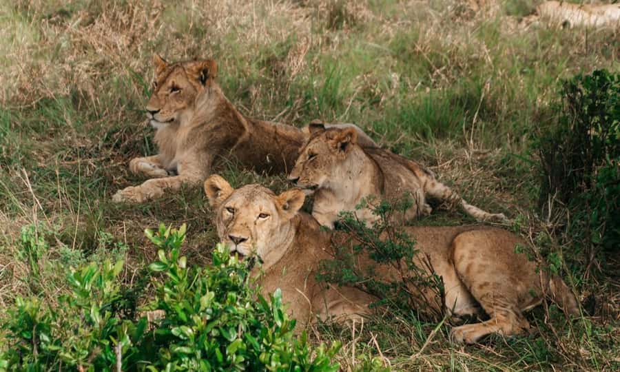 6 Days Small Group Safari To Masai Mara, Nakuru And Amboseli - Day 4: Rhinos at Nakuru, then a long run to Amboseli