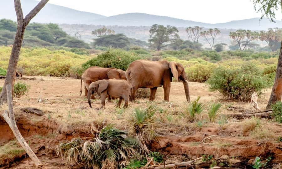 6 Days Small Group Safari To Masai Mara, Nakuru And Amboseli - Day 6: A final Amboseli drive and return to Nairobi