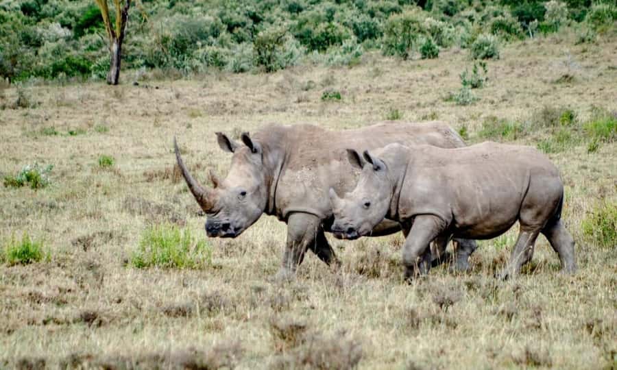 6 Days Small Group Safari To Masai Mara, Nakuru And Amboseli - What the $750 price really includes