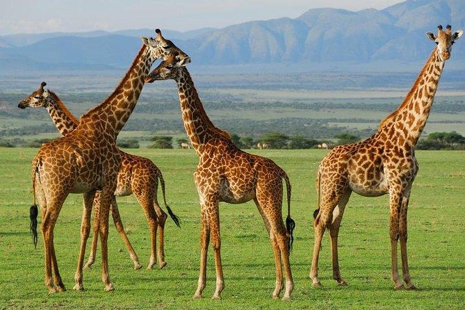 6Days Amboseli, Lake Nakuru and Masai Mara Camping Safari on Jeep - Day 4: From Lake Nakuru to the Maasai Mara