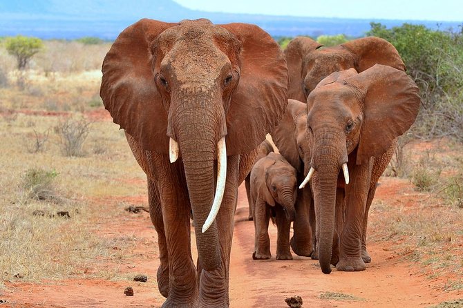 6Days Amboseli, Lake Nakuru and Masai Mara Camping Safari on Jeep - Day 6: One last morning drive before Nairobi
