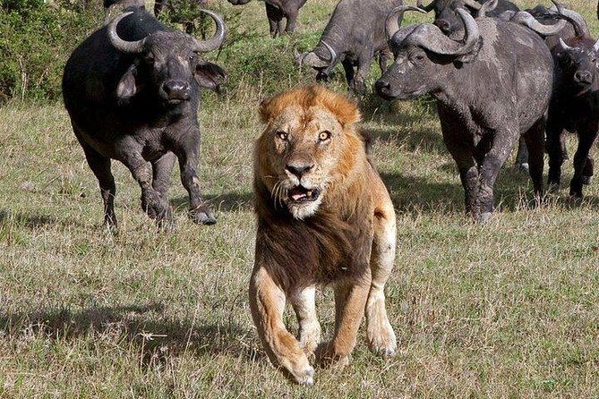 6Days Amboseli, Lake Nakuru and Masai Mara Camping Safari on Jeep - Tents, camps, and the level of comfort