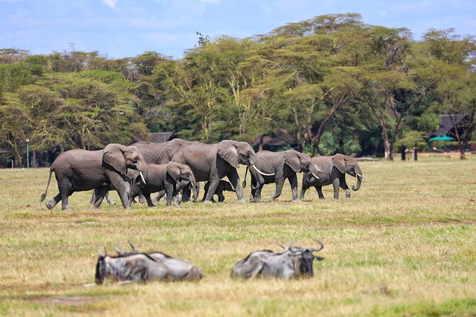 6days Masai mara-lake nakuru via Lake naivasha-Amboseli 4x4 jeep Safari - Day 5: Amboseli elephants and the Kilimanjaro view