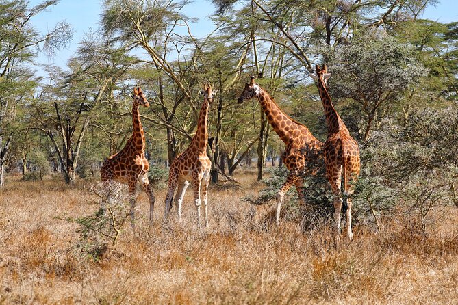6days Masai mara-lake nakuru via Lake naivasha-Amboseli 4x4 jeep Safari - Day 2: A full Maasai Mara game-drive day
